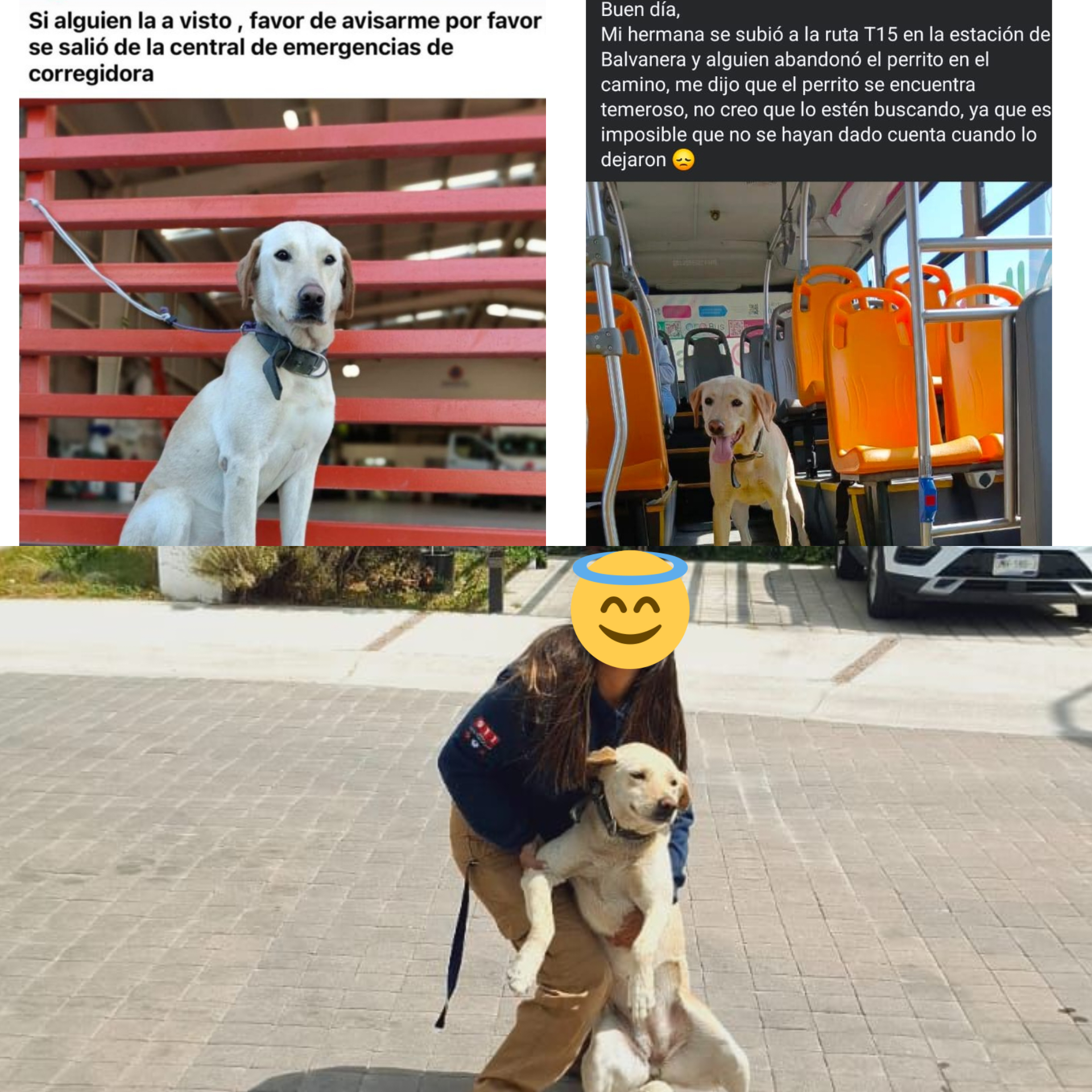 Perrita de Protección Civil en Corregidora se escapa, aborda un Qrobús y es localizada sana y salva en Santa Bárbara