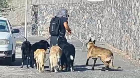 “En Corregidora no vamos a permitir el maltrato animal”: alcalde Josué Guerrero lanza enérgico posicionamiento tras denuncia contra paseador de perros
