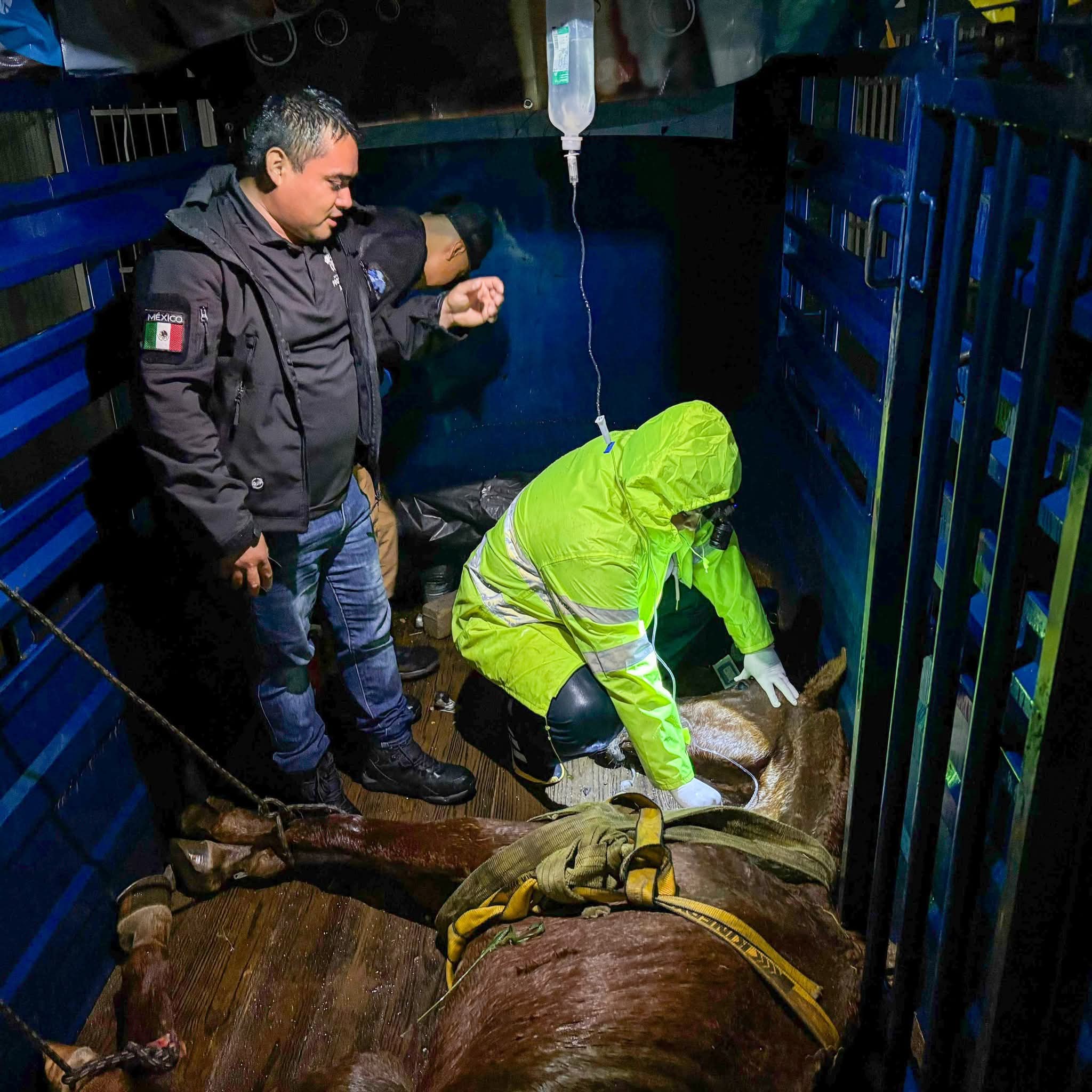 Fallece caballo abandonado en condiciones críticas en El Marqués; autoridades buscan castigo ejemplar para el responsable