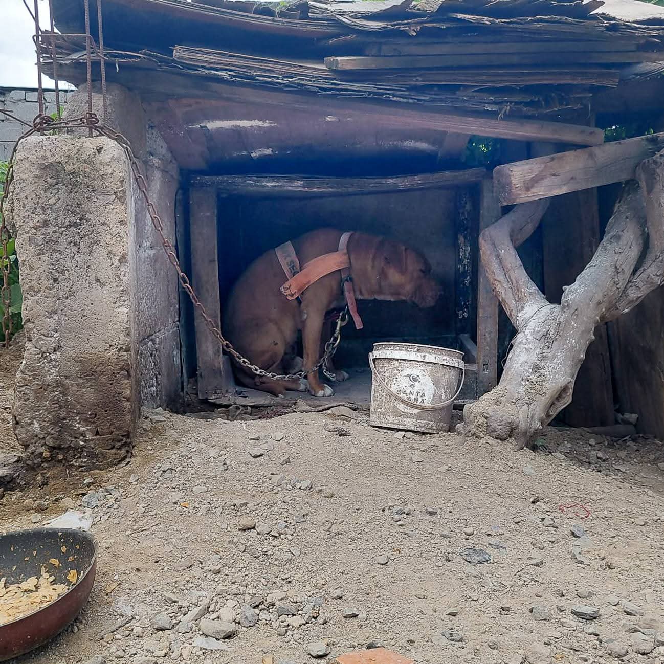 Detienen a sujeto por maltrato animal en Coyotillos; autoridades aseguran a perro en condiciones de abandono