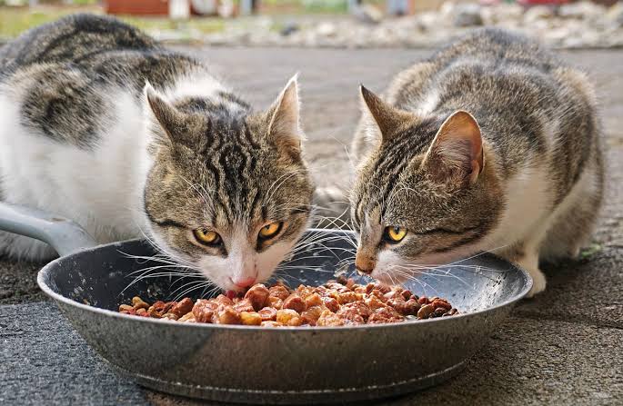 Investigadores UAQ analizan alimentación de perros y gatos con enfermedades renales y urinarias 