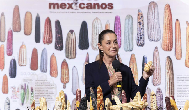 Presidenta Claudia Sheinbaum anuncia programa “Sin maíz no hay país” para producir con bienestar