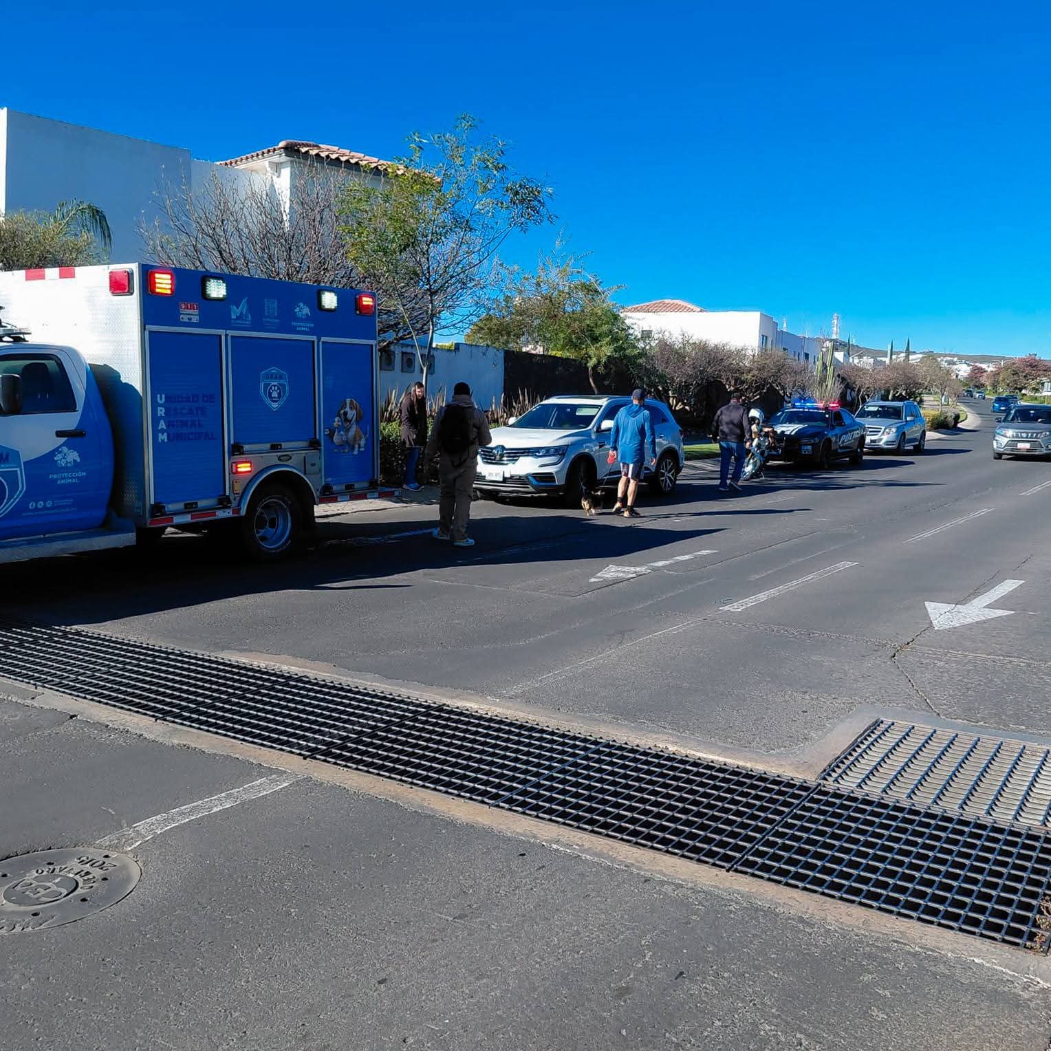 Canino muere tras ser atropellado en paso peatonal de Zibatá