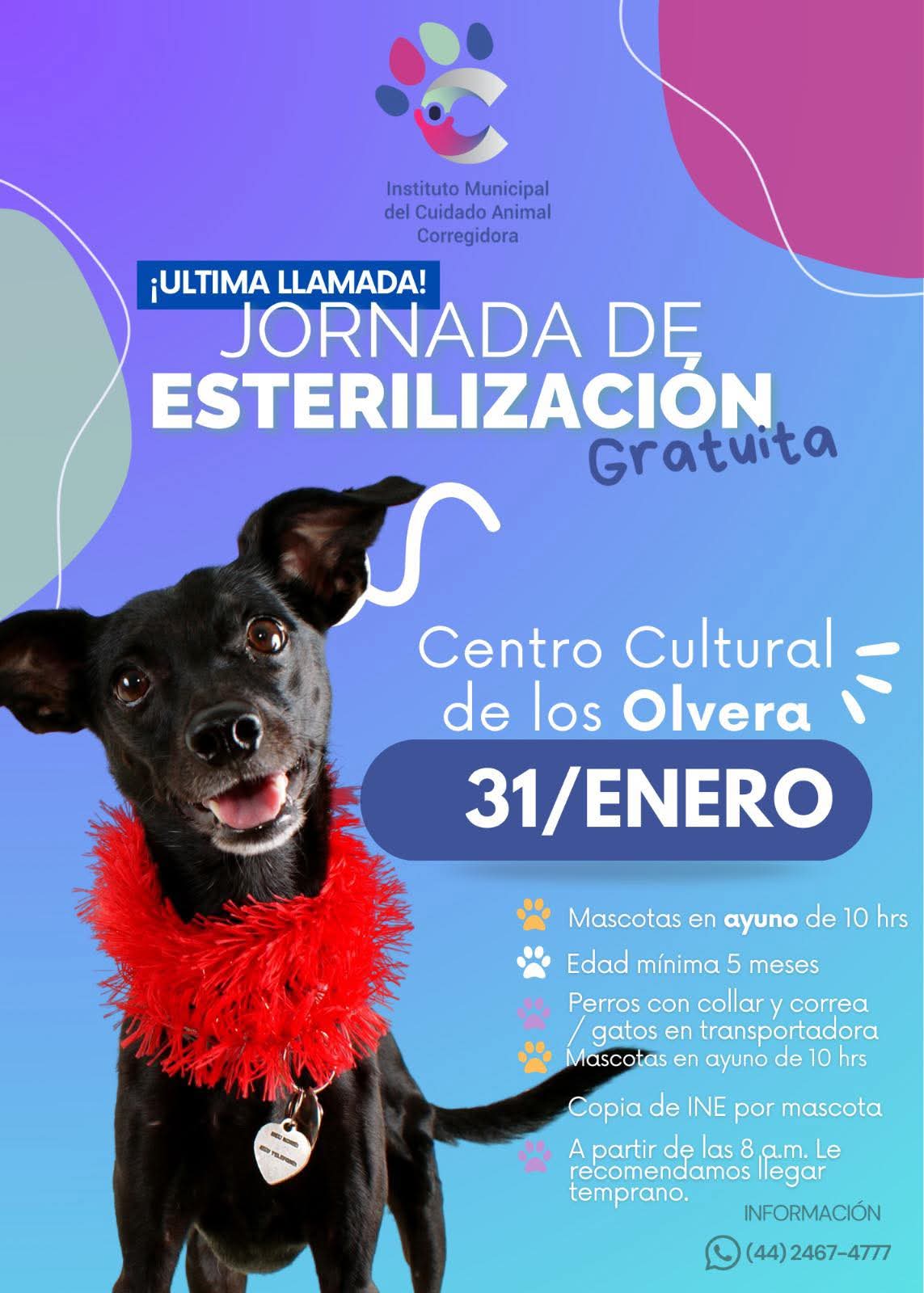 Realizarán última jornada gratuita de esterilización en Los Olvera este 31 de enero