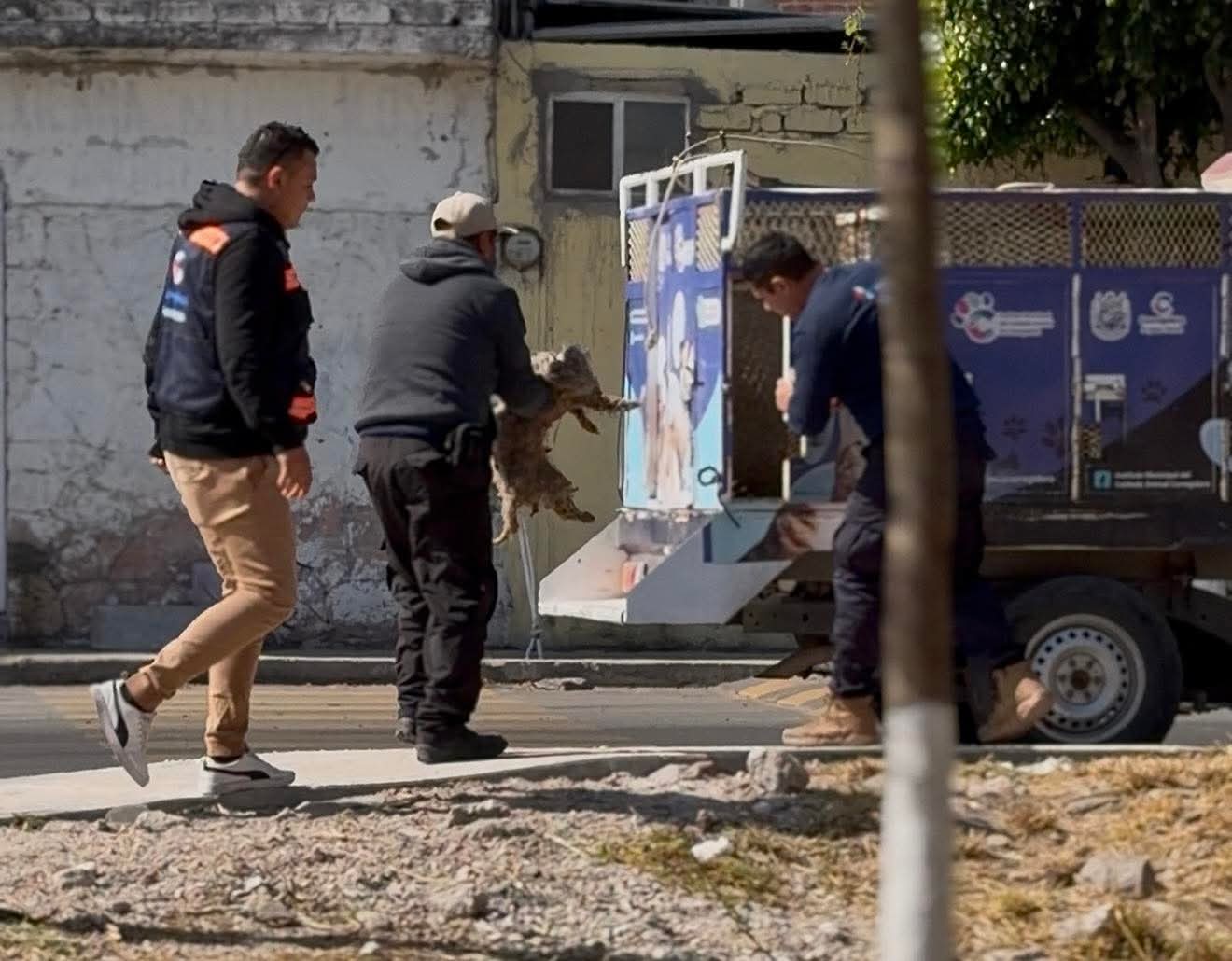 Atienden reporte de canino atropellado y brindan atención médica especializada