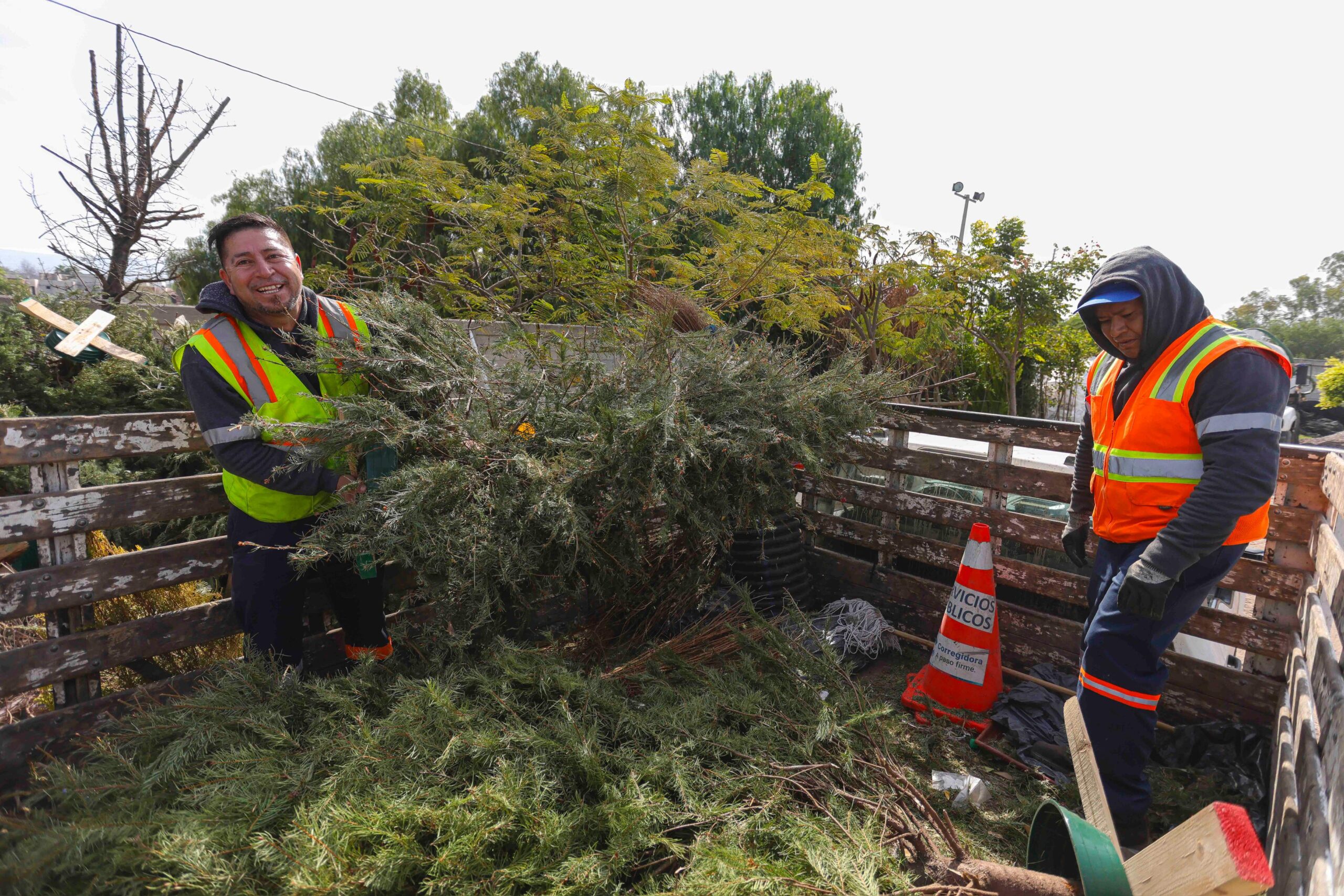 Corregidora anuncia Campaña de Recolección de Árboles Naturales de Navidad 