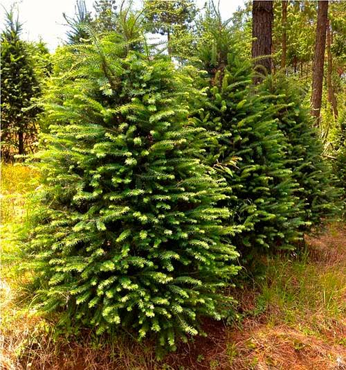 Continúa en Corregidora la colecta de pinos naturales de Navidad