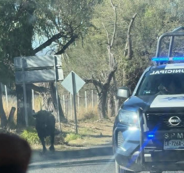 Toro suelto deja personas lesionadas y daños en la cabecera municipal de Pedro Escobedo