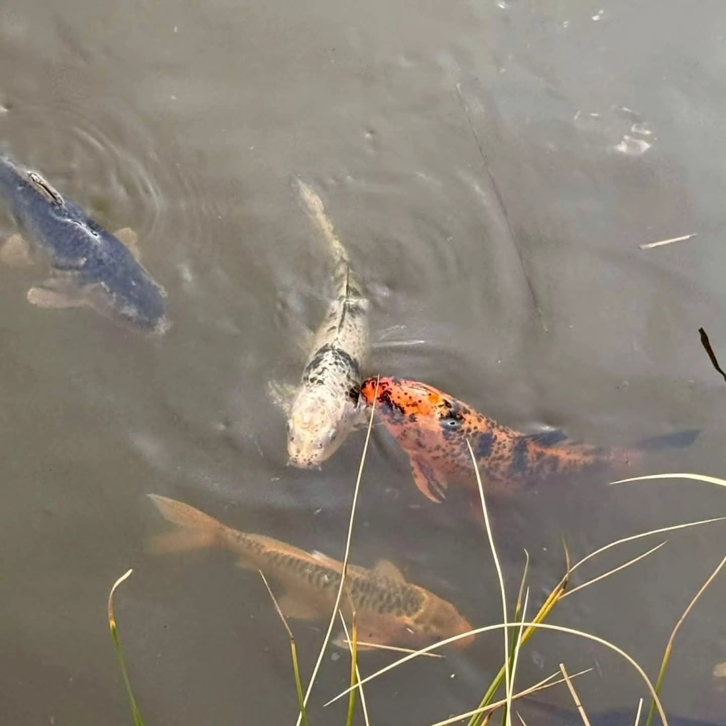 Premium Outlets Querétaro informa traslado de peces a Estado de México