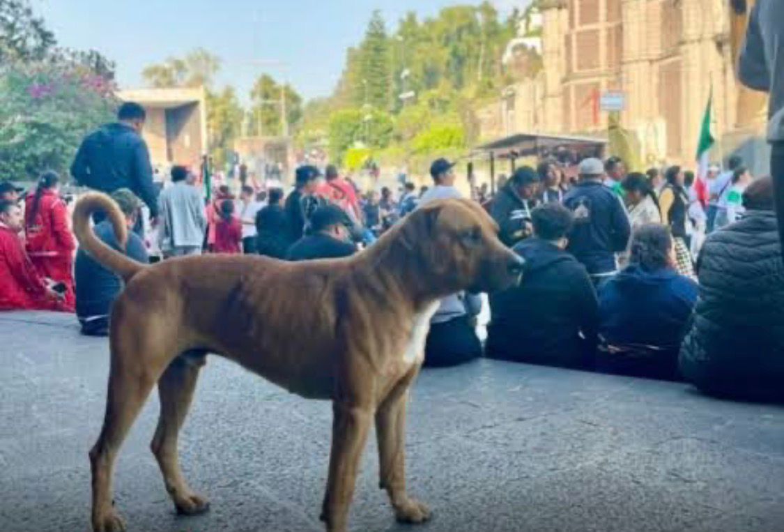 Exhorta Diócesis a los peregrinos a Soriano para no llevar mascotas y evitar abandonos