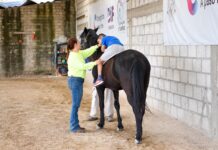 DIF Corregidora transforma vidas con 2 mil sesiones gratuitas de equinoterapia