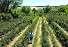 Campo de Zarzamora en La Salitrera: plan de fin de semana con sabor a tradición en Colón