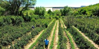 Campo de Zarzamora en La Salitrera: plan de fin de semana con sabor a tradición en Colón