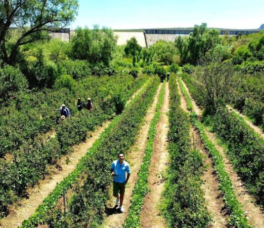 Campo de Zarzamora en La Salitrera: plan de fin de semana con sabor a tradición en Colón