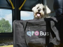 Anuncia Cuanalo Santos jornada de afiliación de mascotas al programa PetFriendly del sistema Qrobus