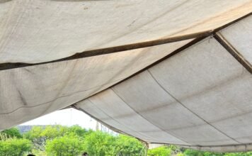 Municipio de Querétaro impulsa educación ambiental con programa “Entornos que Respiran”