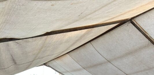 Municipio de Querétaro impulsa educación ambiental con programa “Entornos que Respiran”