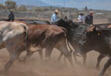 Corregidora lleva Jornada de Salud Animal a la comunidad de La Cueva