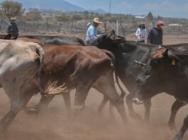 Corregidora lleva Jornada de Salud Animal a la comunidad de La Cueva