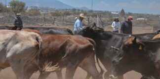 Corregidora lleva Jornada de Salud Animal a la comunidad de La Cueva