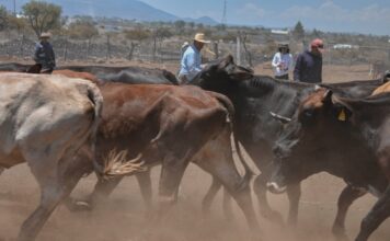 Corregidora lleva Jornada de Salud Animal a la comunidad de La Cueva