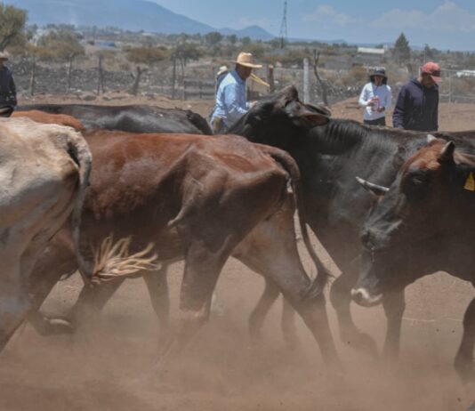 Corregidora lleva Jornada de Salud Animal a la comunidad de La Cueva
