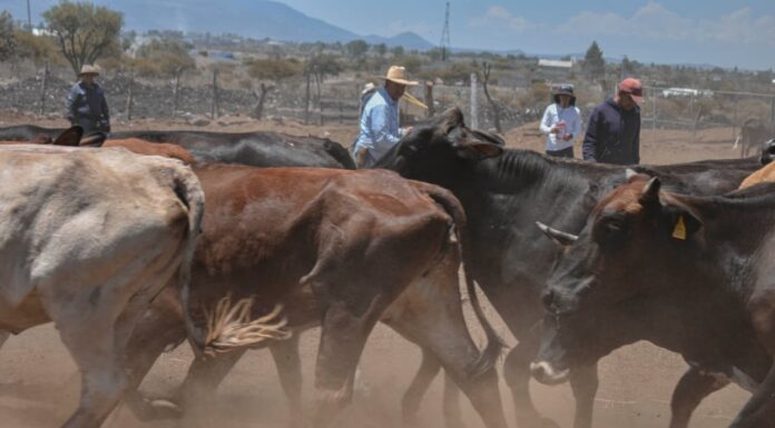 Corregidora lleva Jornada de Salud Animal a la comunidad de La Cueva