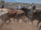 Corregidora lleva Jornada de Salud Animal a la comunidad de La Cueva