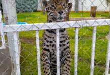 FGR lleva a proceso a tres personas detenidas junto con miles de neumáticos, más de 90 vehículos, leones africanos y tractocamiones
