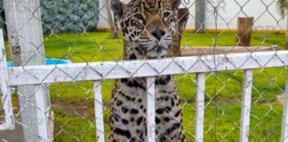 FGR lleva a proceso a tres personas detenidas junto con miles de neumáticos, más de 90 vehículos, leones africanos y tractocamiones
