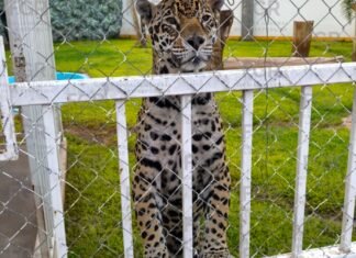 FGR lleva a proceso a tres personas detenidas junto con miles de neumáticos, más de 90 vehículos, leones africanos y tractocamiones