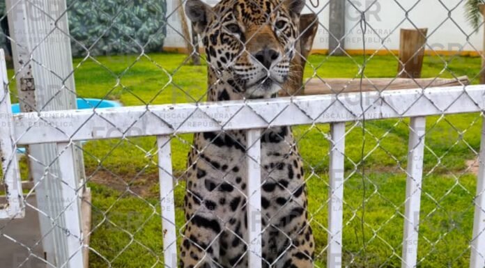 FGR lleva a proceso a tres personas detenidas junto con miles de neumáticos, más de 90 vehículos, leones africanos y tractocamiones