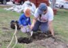 Corregidora celebra el Día del Árbol con reforestación y donación de cientos de ejemplares
