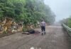 Localizan cuerpo de una res sobre la carretera Tilaco–Santa Inés; investigan posible ataque de puma