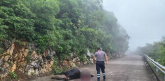 Localizan cuerpo de una res sobre la carretera Tilaco–Santa Inés; investigan posible ataque de puma