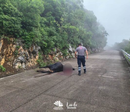 Localizan cuerpo de una res sobre la carretera Tilaco–Santa Inés; investigan posible ataque de puma