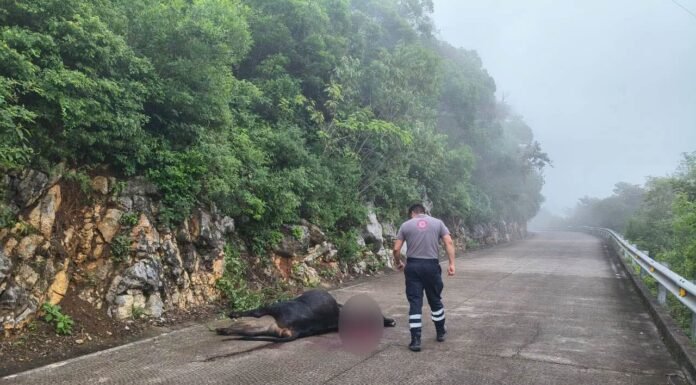 Localizan cuerpo de una res sobre la carretera Tilaco–Santa Inés; investigan posible ataque de puma