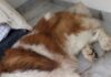 Perrito San Bernardo resulta gravemente herido en La Negreta; buscan apoyo urgente para su atención veterinaria