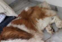 Perrito San Bernardo resulta gravemente herido en La Negreta; buscan apoyo urgente para su atención veterinaria