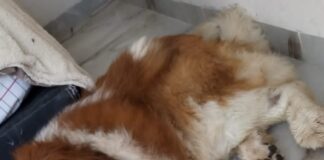 Perrito San Bernardo resulta gravemente herido en La Negreta; buscan apoyo urgente para su atención veterinaria