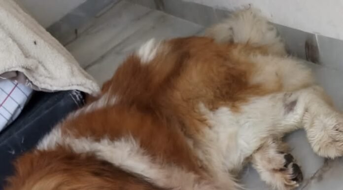 Perrito San Bernardo resulta gravemente herido en La Negreta; buscan apoyo urgente para su atención veterinaria