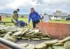Corregidora fortalece el campo con entrega de plantas de nopal Copena a productores
