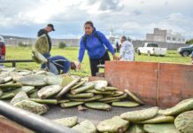 Corregidora fortalece el campo con entrega de plantas de nopal Copena a productores
