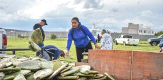 Corregidora fortalece el campo con entrega de plantas de nopal Copena a productores