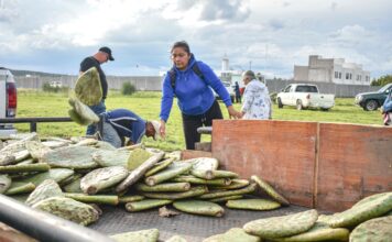 Corregidora fortalece el campo con entrega de plantas de nopal Copena a productores