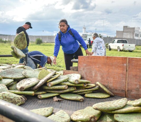 Corregidora fortalece el campo con entrega de plantas de nopal Copena a productores