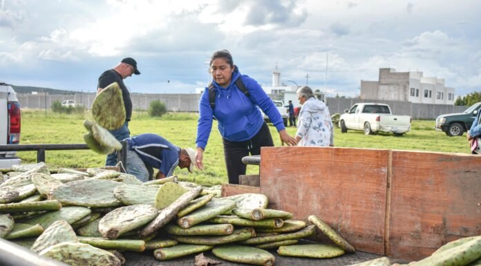 Corregidora fortalece el campo con entrega de plantas de nopal Copena a productores