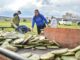 Corregidora fortalece el campo con entrega de plantas de nopal Copena a productores