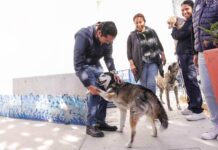 Corregidora arranca la segunda etapa de la campaña gratuita “Esteriliza y Protege”