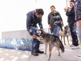 Corregidora arranca la segunda etapa de la campaña gratuita “Esteriliza y Protege”